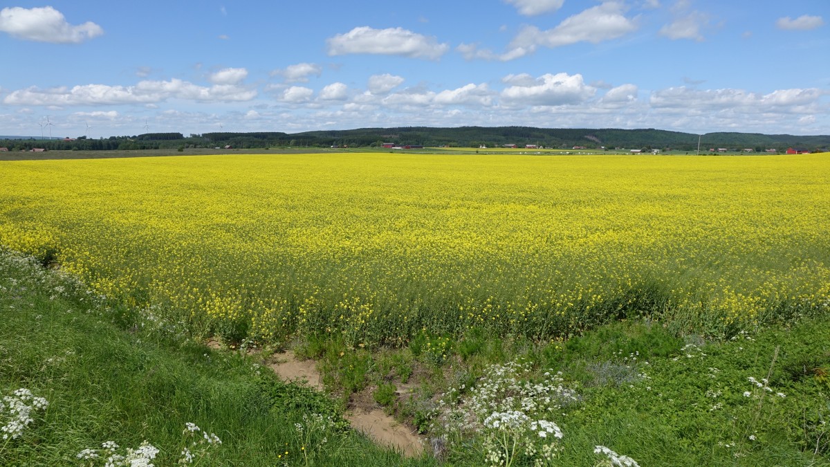 Rapsfelder bei Störtorp bei Jönköping (14.06.2015)