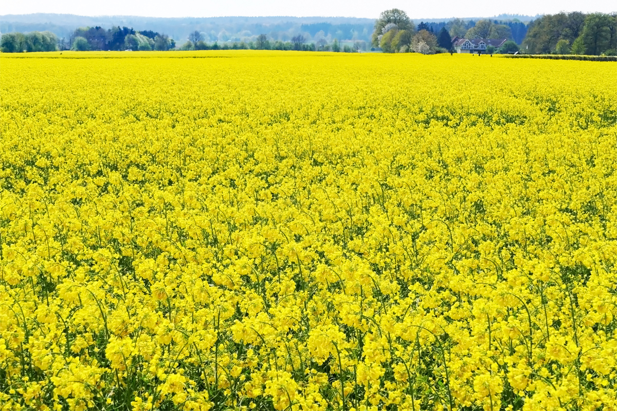  Rapsmeer  bei Rheinbach - 20.04.2017