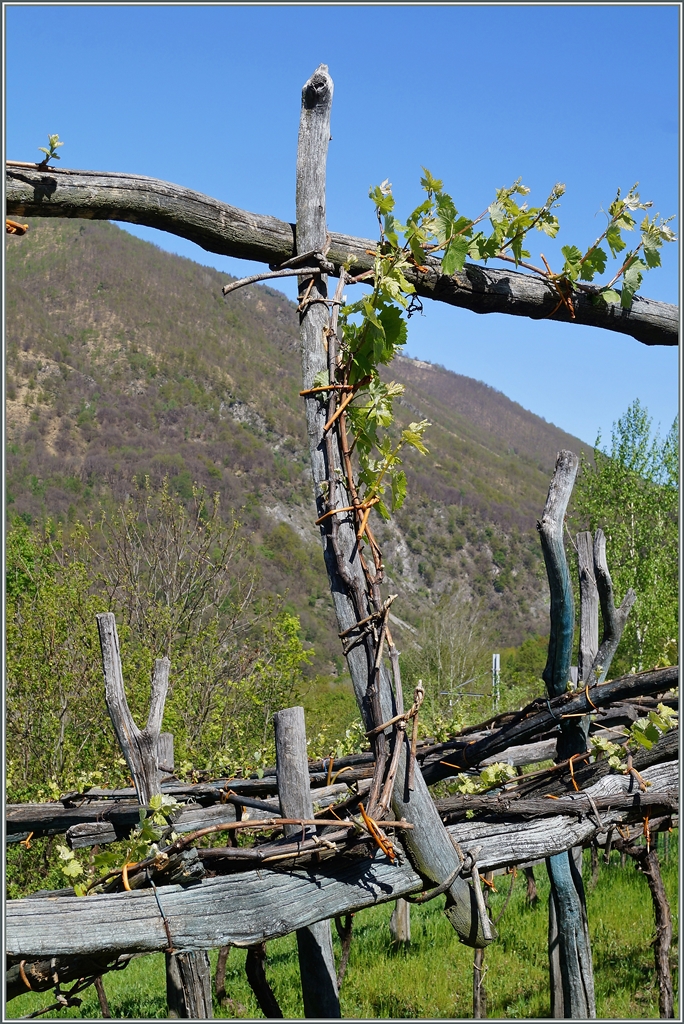 Rebbaukultur im Valle Vigezzo bei Trontano.

15. April 2014