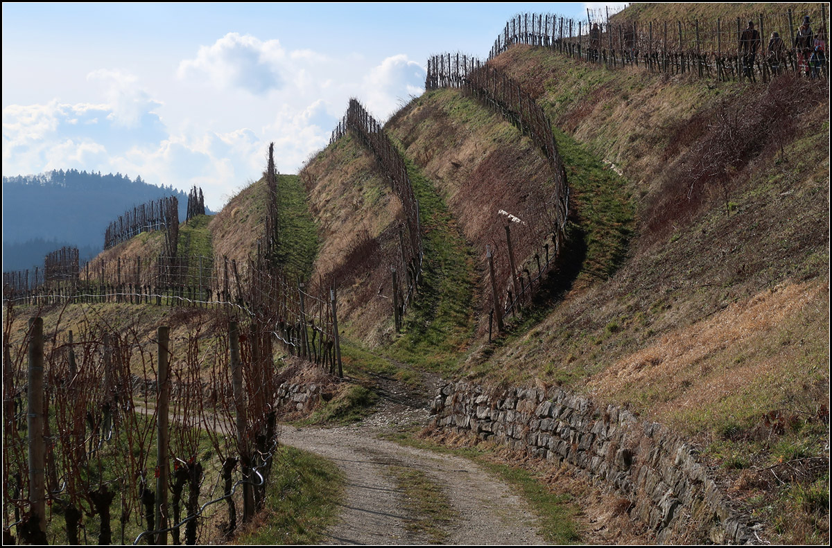 Rebenreihen am Hohentwiel -

Weinberg am Hochentwiel bei Singen.

04.02.2018 (M)