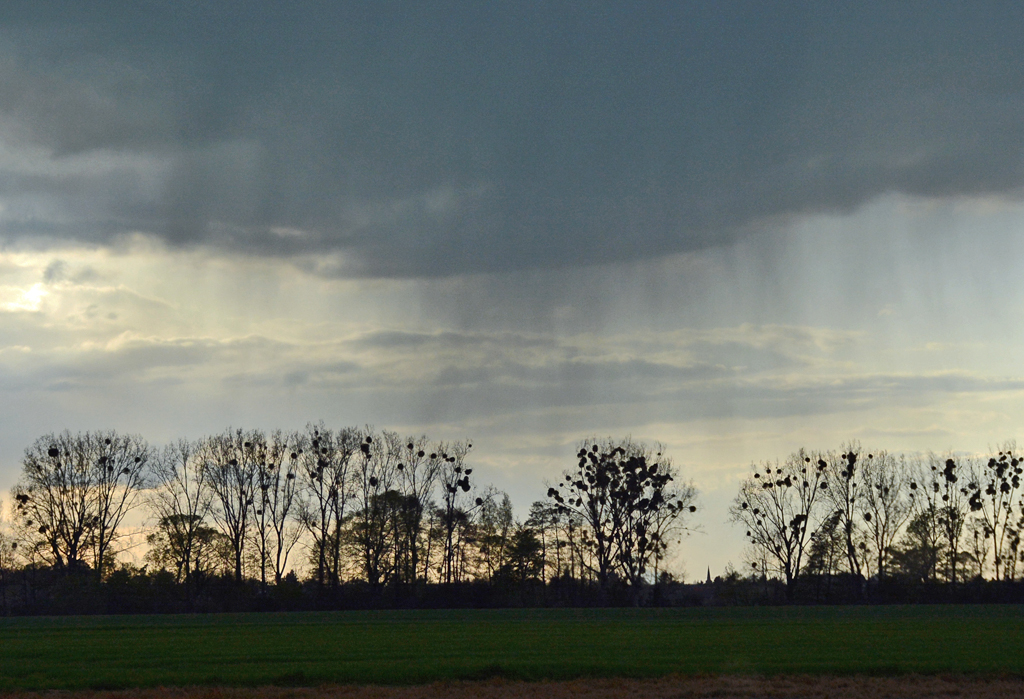 Regenschauer über einer Baumreihe mit zahlreichen  Mistelnestern  bei Euskirchen - 23.04.2016