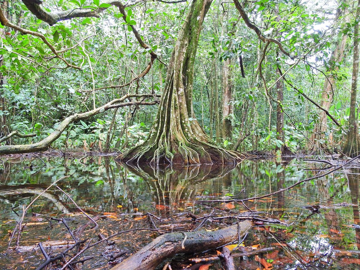 Regenwald im Cocovado Nationalpark in Südwesten von Costa Rica. Aufnahme vom August 2016.