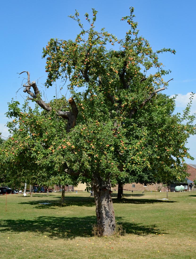 Reif zur Ernte, voller Apfelbaum bei Zülpich - 28.08.2016