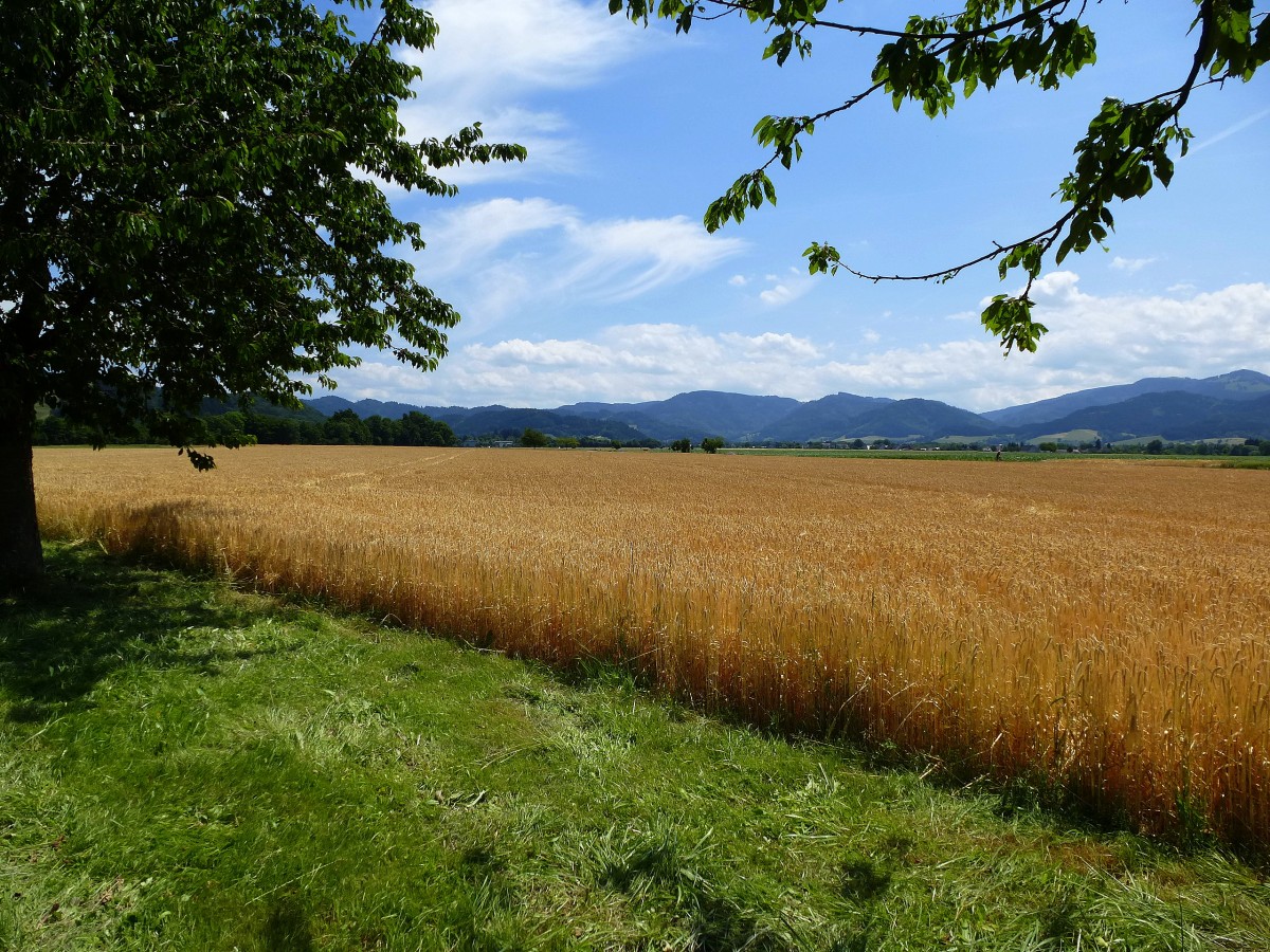 reife Kornfelder im Dreisamtal/Schwarzwald, Juni 2014