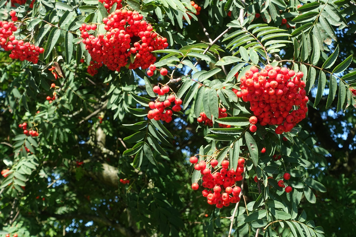 reife Vogelbeeren (Eberesche) am 23.8.2021 in Hamburg-Billstedt /