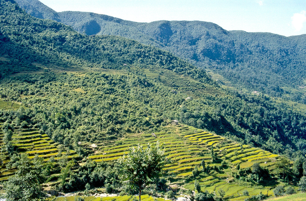 Reisfelder am Annapurna-Trail nordwestlich von Bokhara. Bild vom Dia. Aufnahme: September 1988.