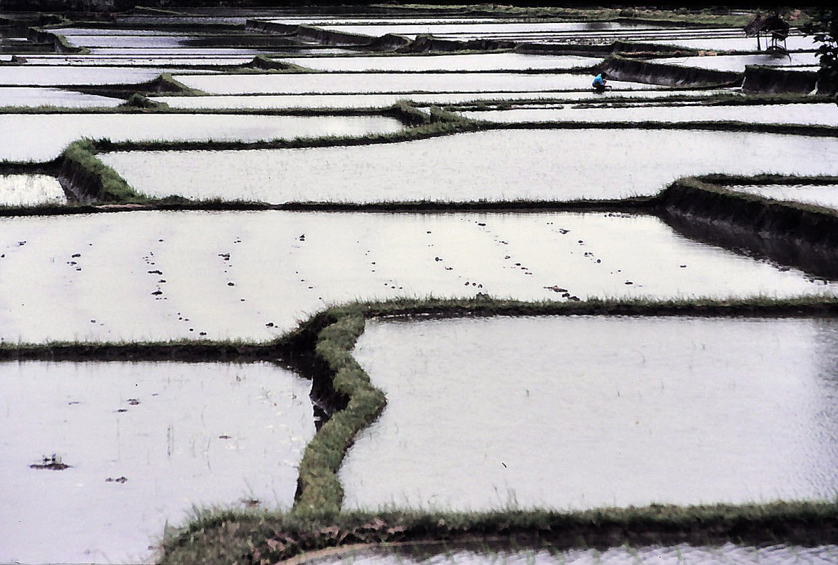 Reisfelder auf Bali. Aufnahme: März 1989 (Bild vom Dia). 