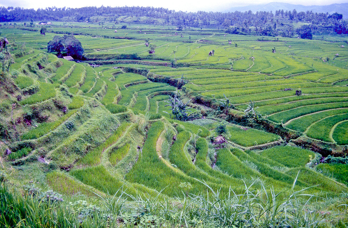  Reisfelder  auf Bali  Bild vom Dia Aufnahme M rz 1989 