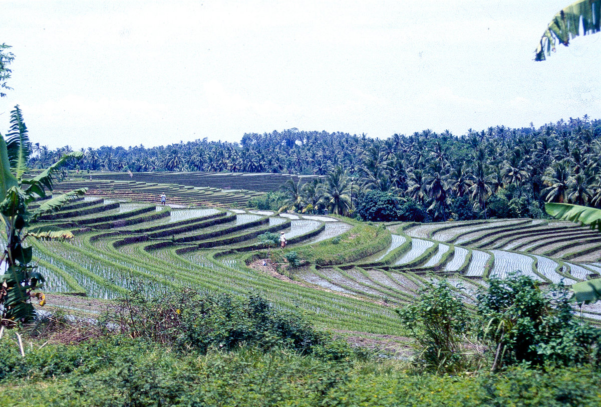  Reisfelder  auf Bali  Bild vom Dia Aufnahme M rz 1989 