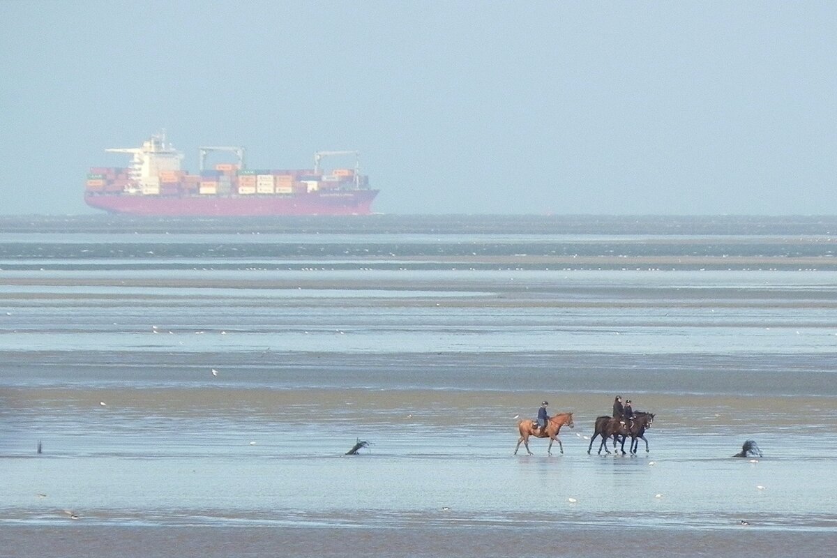 Reiter im Wattenmeer am 15.09.2025.
Zwischen Cuxhaven und der zu Hamburg gehörenden Insel Neuwerk findet bei Ebbe ein reger Verkehr mit Pferdekutschen und Reitergruppen statt. Überholt werden diese Ausflügler ab und zu von Schiffen, die die Elbmündung Richtung Hamburg oder den Nord-Ostsee-Kanal ansteuern. Reiter im Wattenmeer am 15.09.2025.
Zwischen Cuxhaven und der zu Hamburg gehörenden Insel Neuwerk findet bei Ebbe ein reger Verkehr mit Pferdekutschen und Reitergruppen statt. Überholt werden diese Ausflügler ab und zu von Schiffen, die die Elbmündung Richtung Hamburg oder den Nord-Ostsee-Kanal ansteuern.