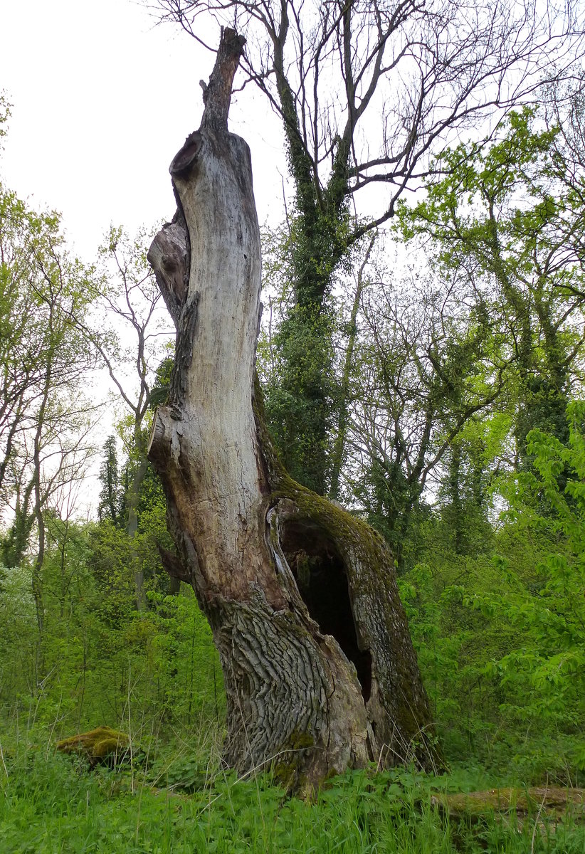 Reste einer Eiche, wertvolles Totholz in den Auenwldern der Rheinebene, April 2016