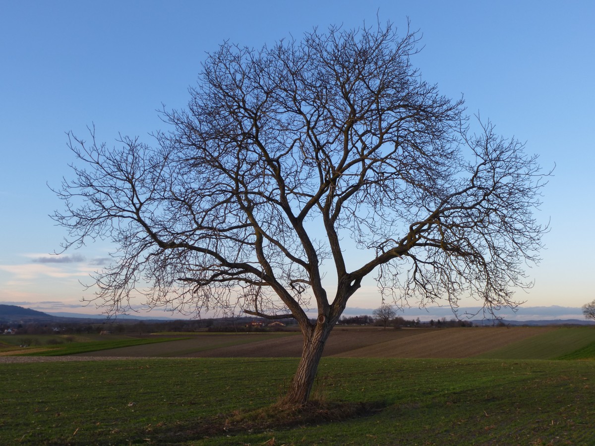 Rheinebene, junger Walnußbaum, im Januar 2014