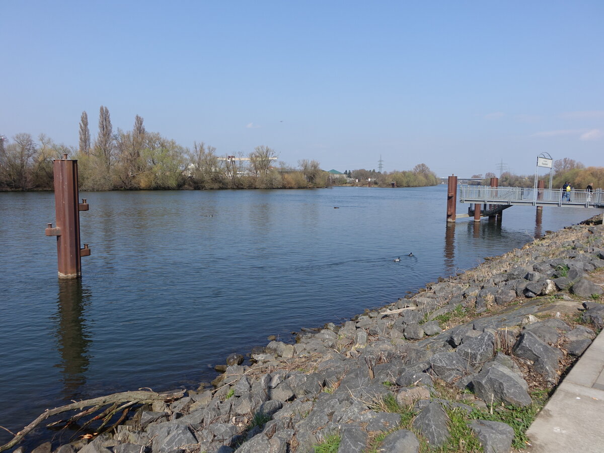 Rheinufer und Anlegestelle bei Rüsselsheim (20.03.2022)