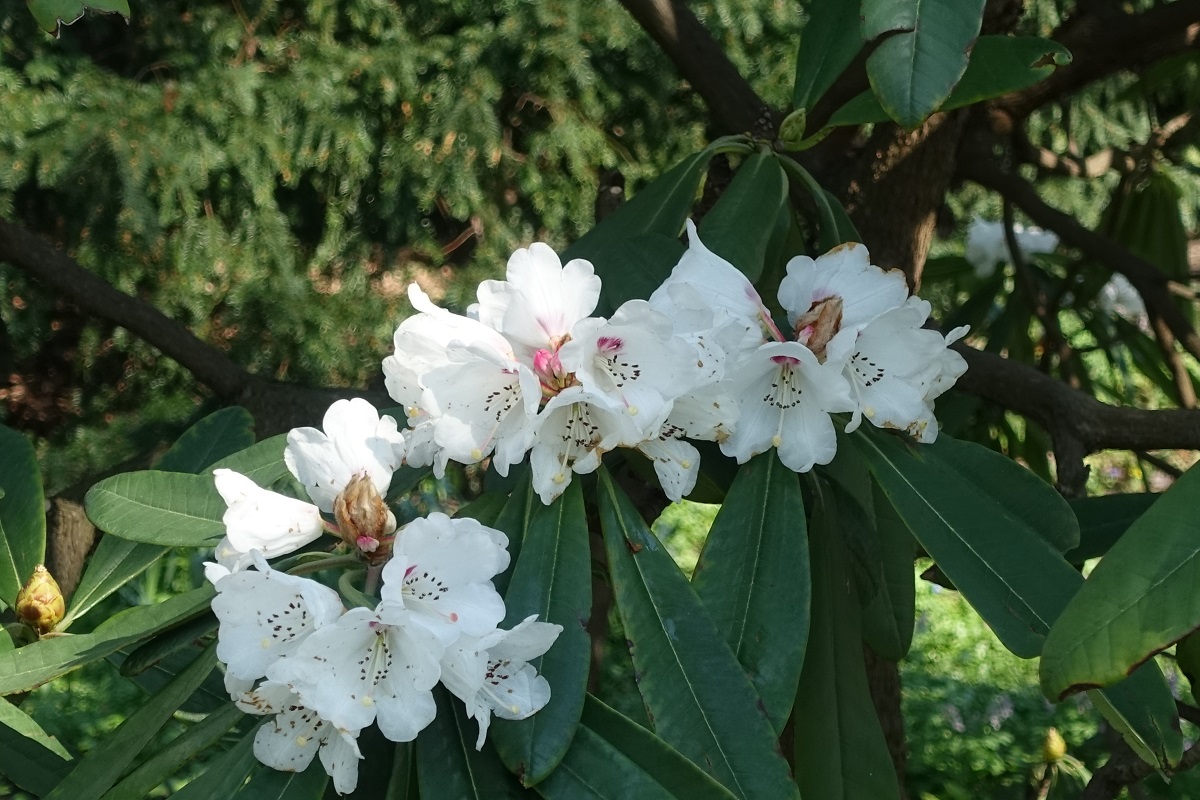 Rhodendron am 7.4.2019 im Hamburger Stadtpark /