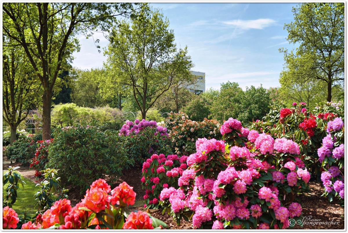 Rhododendron-Park Bremen Horn-Lehe, Blütezeit Mitte Mai 2015