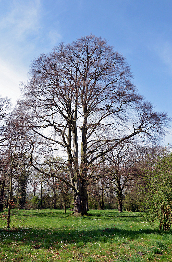 Riesige Rotbuche im Park vom Schloß Gracht in Erftstadt-Liblar - 02.04.2014