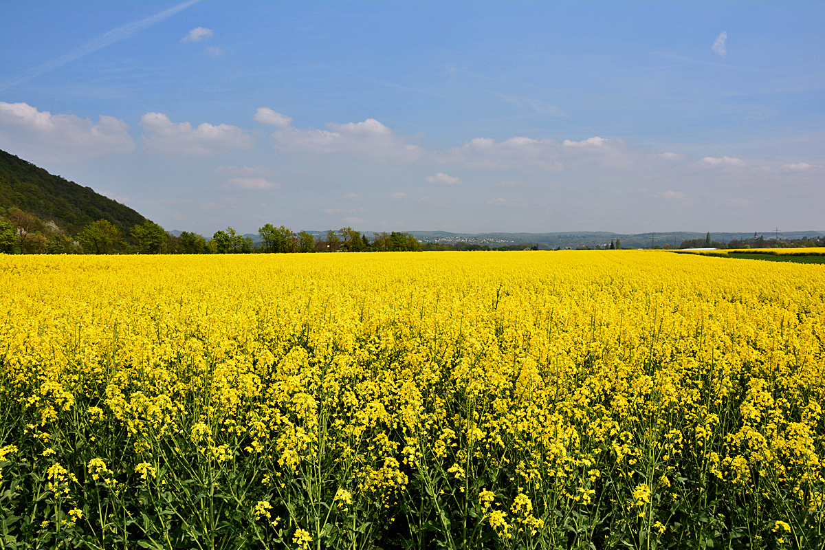 Riesiges Rapsfeld bei Bad Bodendorf. Im Hintergrund auf der anderen Rheinseite Linz am Rhein - 12.04.2014