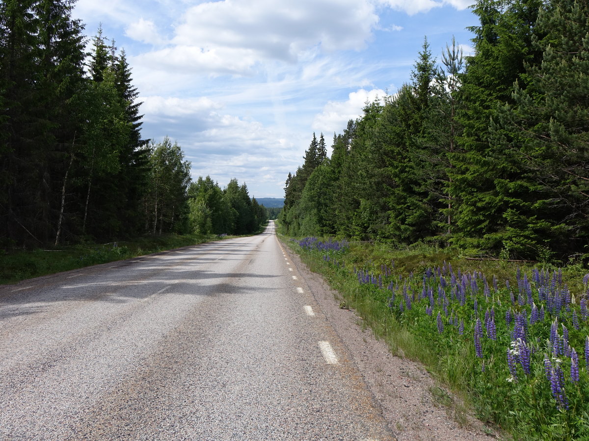 Riksväg 68 bei Grangärde, Mittelschweden (16.06.2016)