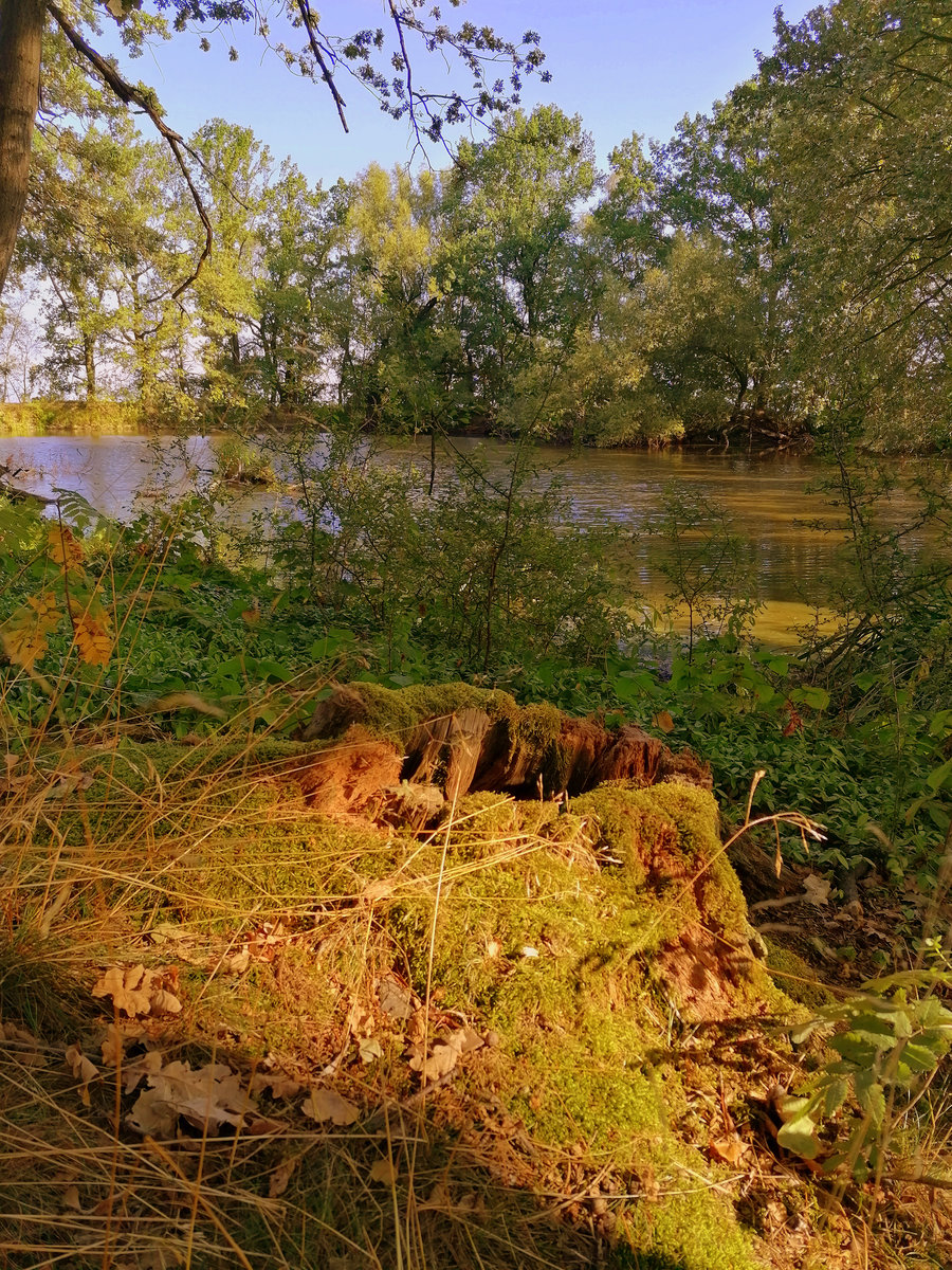 Röhrenteich in Zeulenroda-Triebes. Foto 02.09.2019