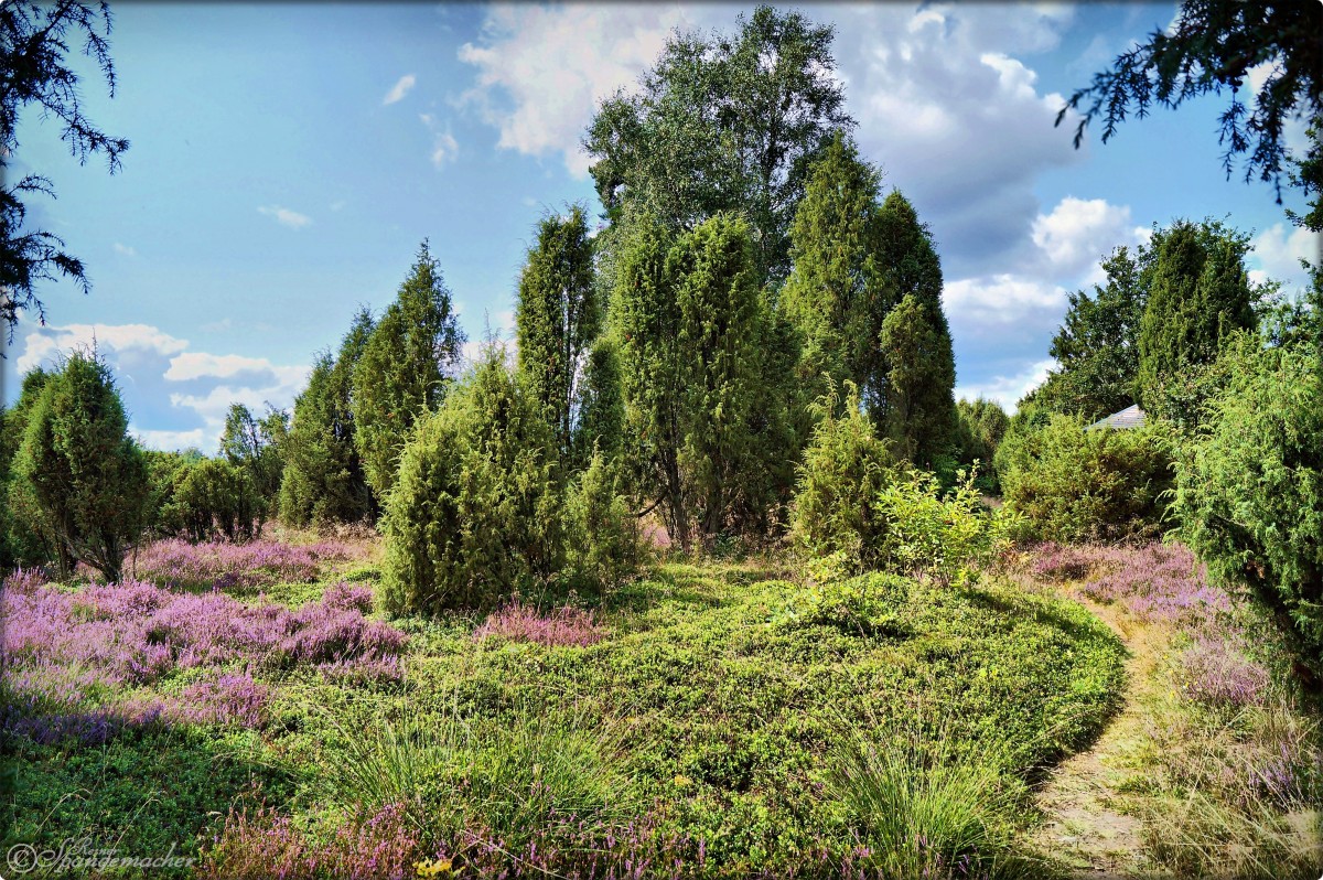 Romantischer Trampelpfad im südlichen Teil der Schmarbecker Heide bei Faßberg (Südheide) im August 2014