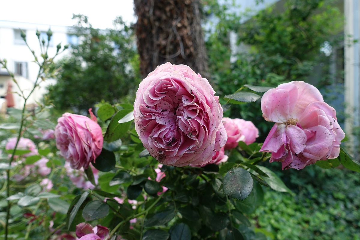 Rosa blühende Rosen am 29.6.2020 in einem Garten in Timmendorfer Strand