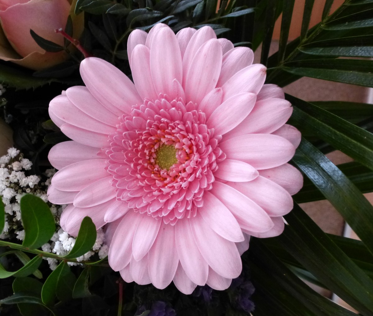 Rosa Gerbera-Hybrid, gehrt zu den beliebtesten Schnittblumen weltweit, stammt ursprnglich aus Afrika, April 2015 