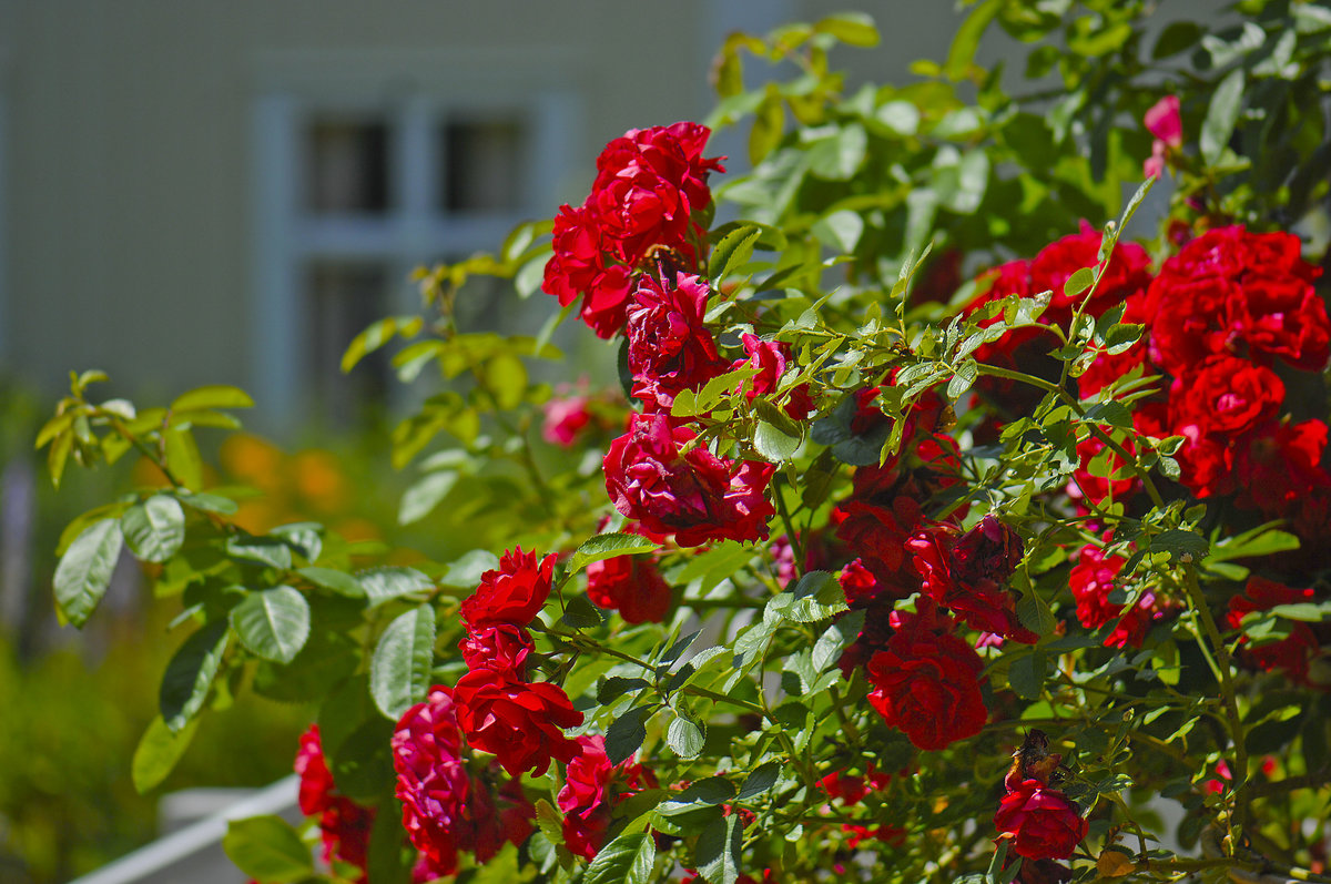 Rosen am Kindheitshaus von der Autorin Astrid Lindgren in Vimmerby / Schweden. Aufnahme: 25. Juli 2017.