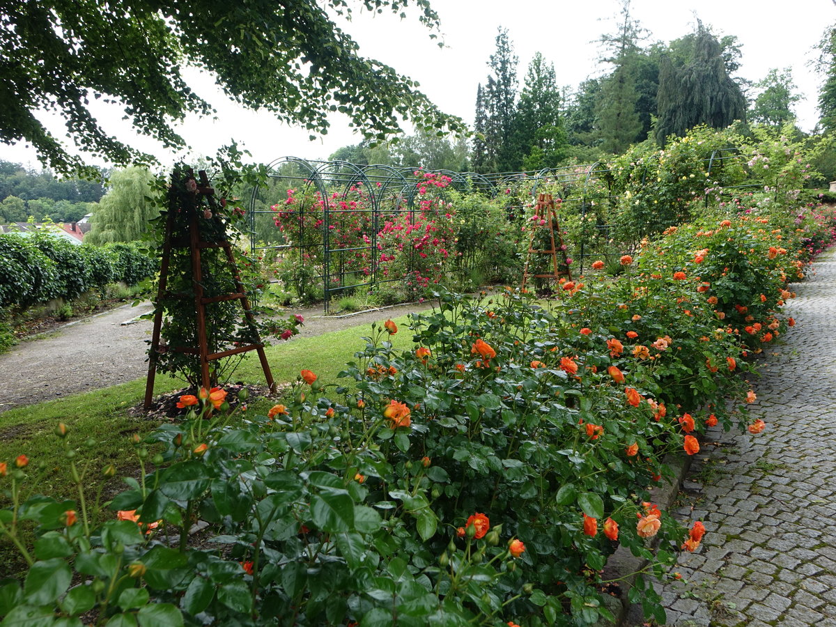 Rosengarten im Schloßpark Nove Hrady / Neuschloß (28.06.2020)