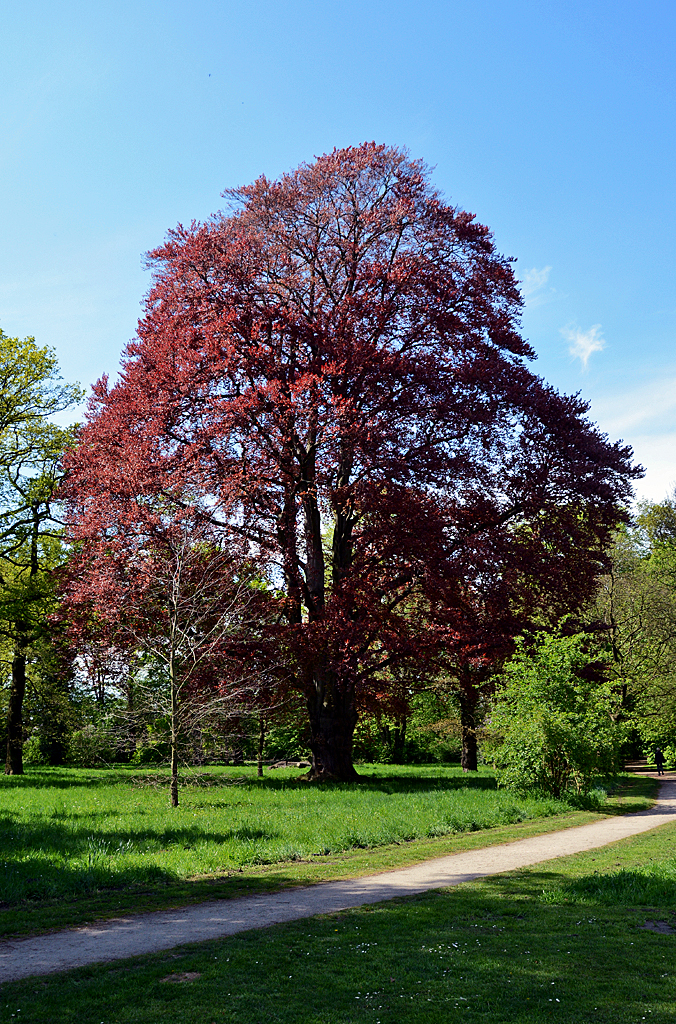 Rotbuche blühend beim Schloß Gracht in Erftstadt-Liblar - 17.04.2014