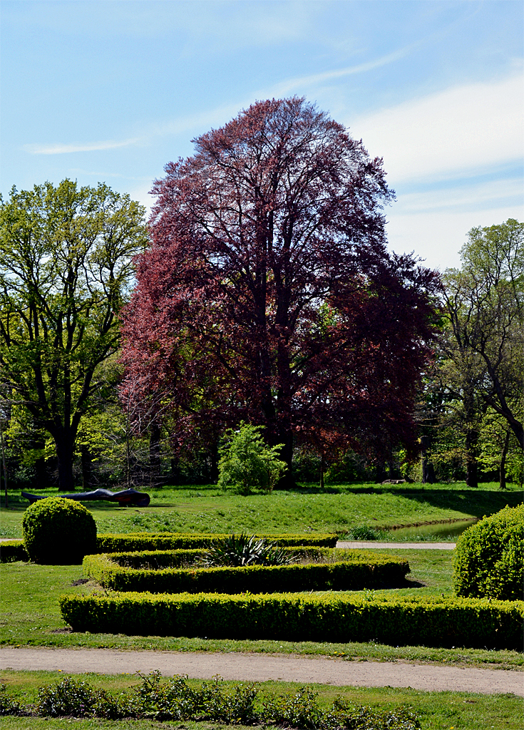 Rotbuche blühend in Erftstadt-Liblar - 17.04.2014