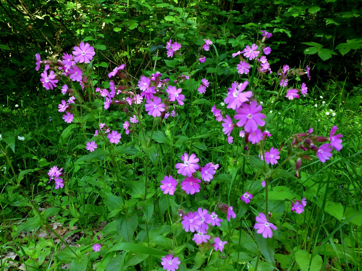 Rote Lichtnelke, auch Rote Waldnelke genannt, die bis 90cm hohen Pflanzen stehen bei uns hufig an Wald-und Wegrndern, Mai 2015