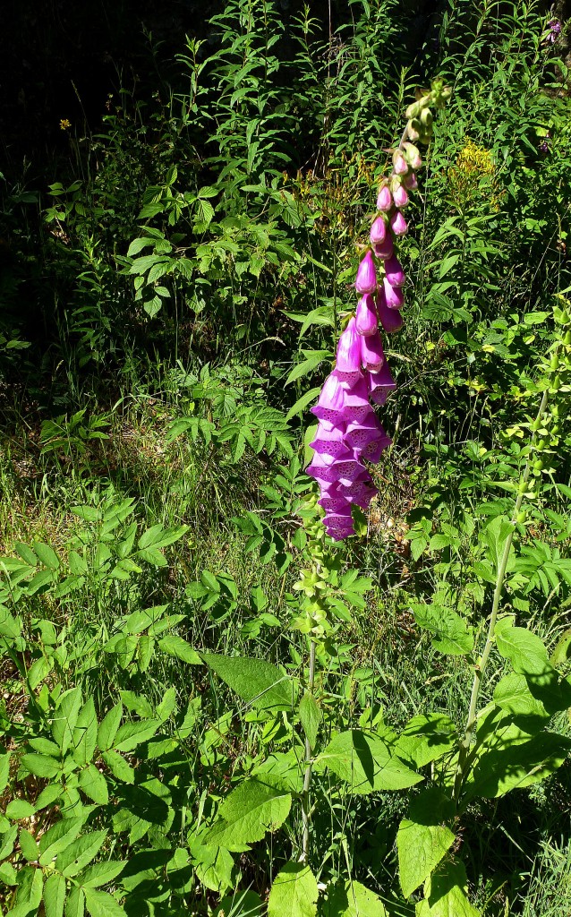 Roter Fingerhut, oft in bergigen Gebieten, Blütezeit Juni-August, schön aber sehr giftig, war Giftpflanze des Jahres 2007 in Deutschland, Juli 2014 