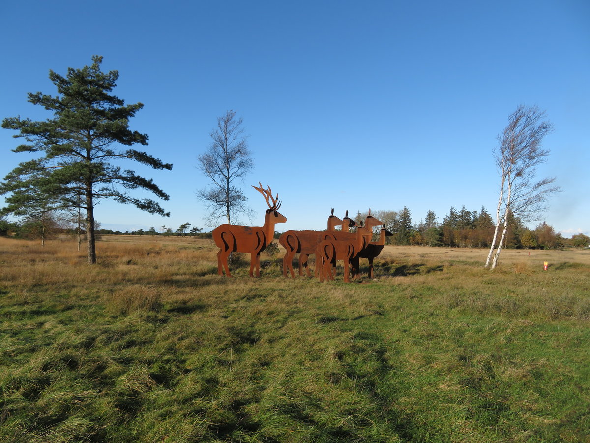 Rotwild an der Strasse von Mosevrä nach Oksböl in Dänemark am 29.10.2019