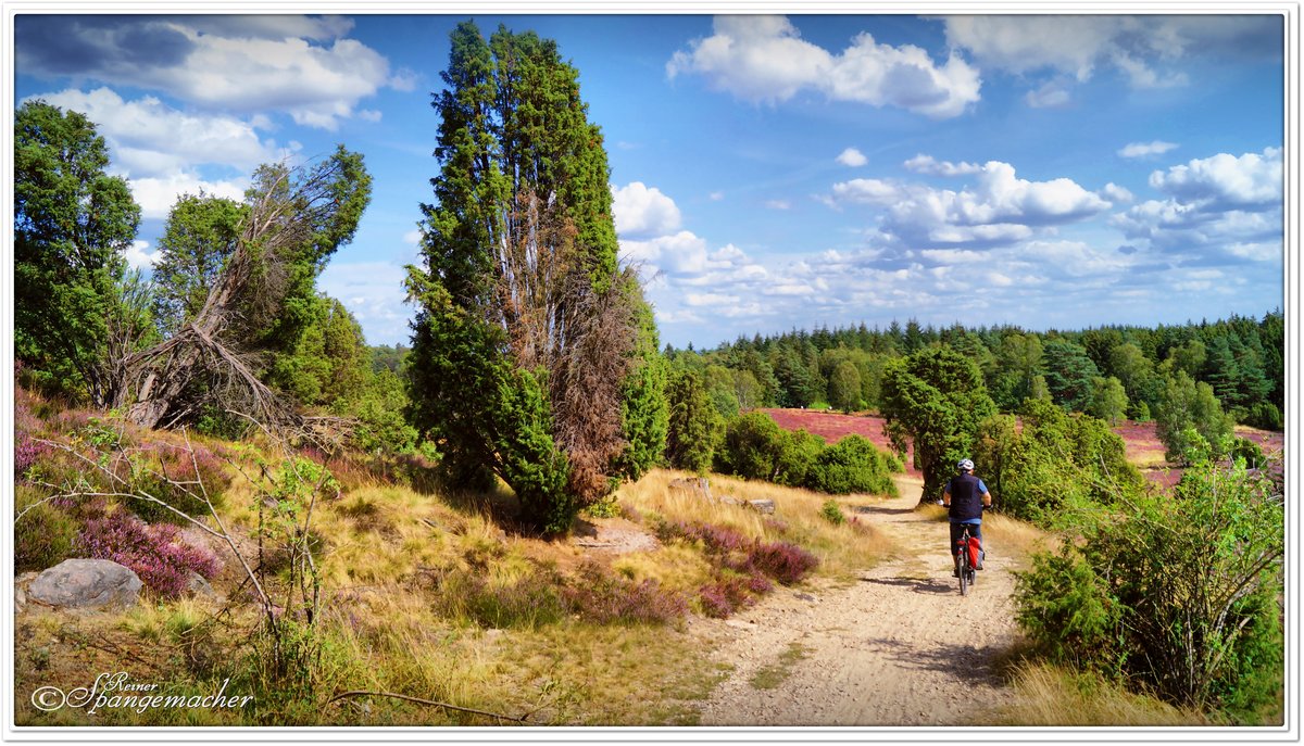 Sandweg zwischen dem Steingrund (rechts) und dem Totengrund (links), den Blick in die lila Talsenke hat leider nur der Radfahrer ;-) Zur Heideblüte im August 2019. Im Naturschutzgebiet Lüneburger Heide bei Wilsede.