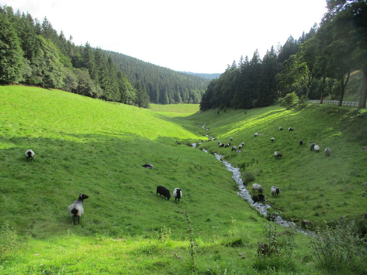 Schafe in einem Talkessel beim Rennsteig am 30.Mai 2020.