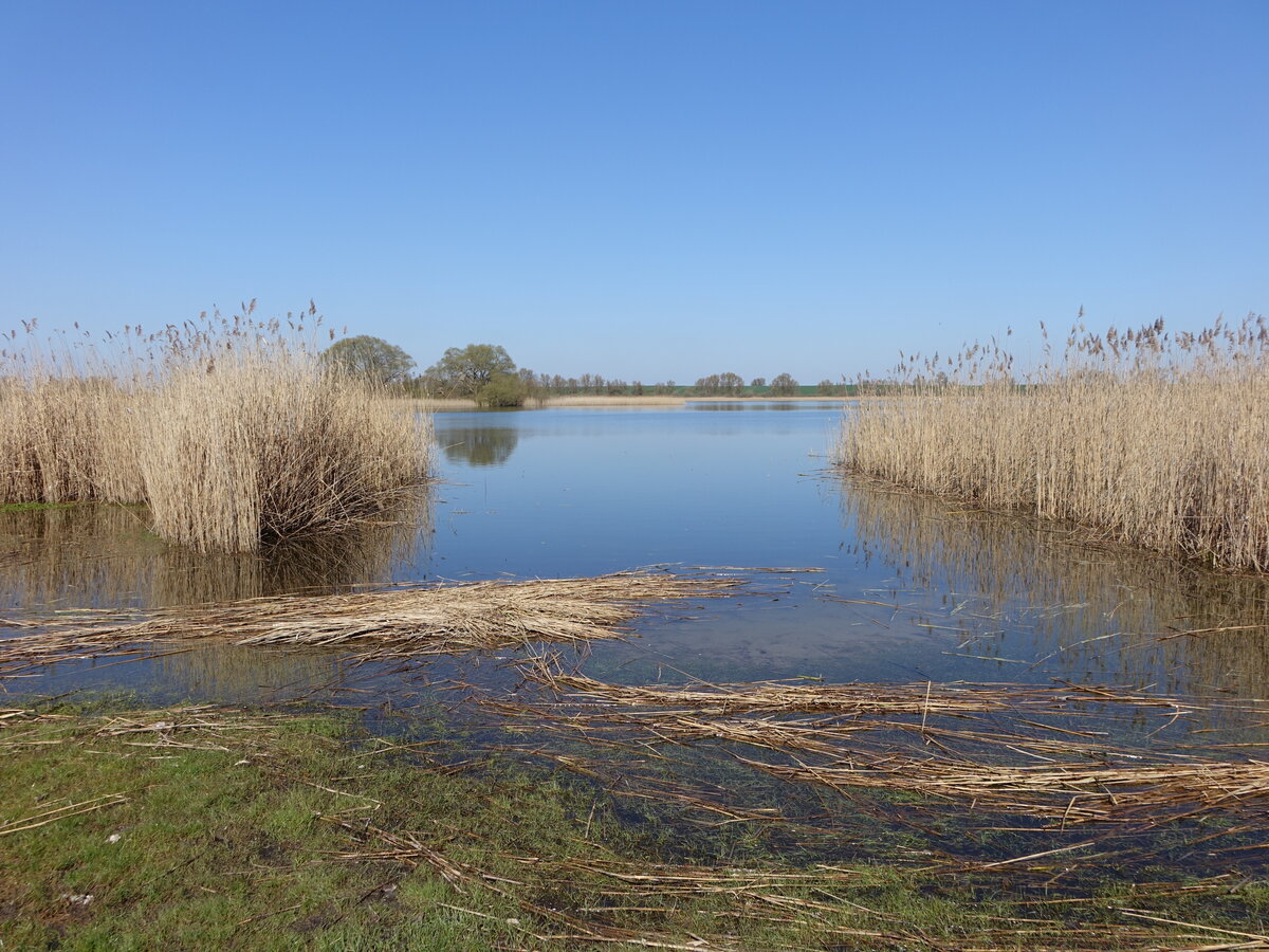 Schilfg�rtel am Blankenburger See, Uckermark (11.04.2026)