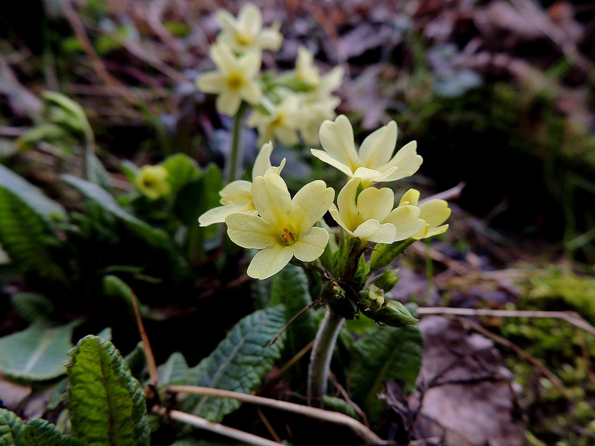 Schlüsselblume(Primula veris), die ersten Vorboten des Frühlings; 160214