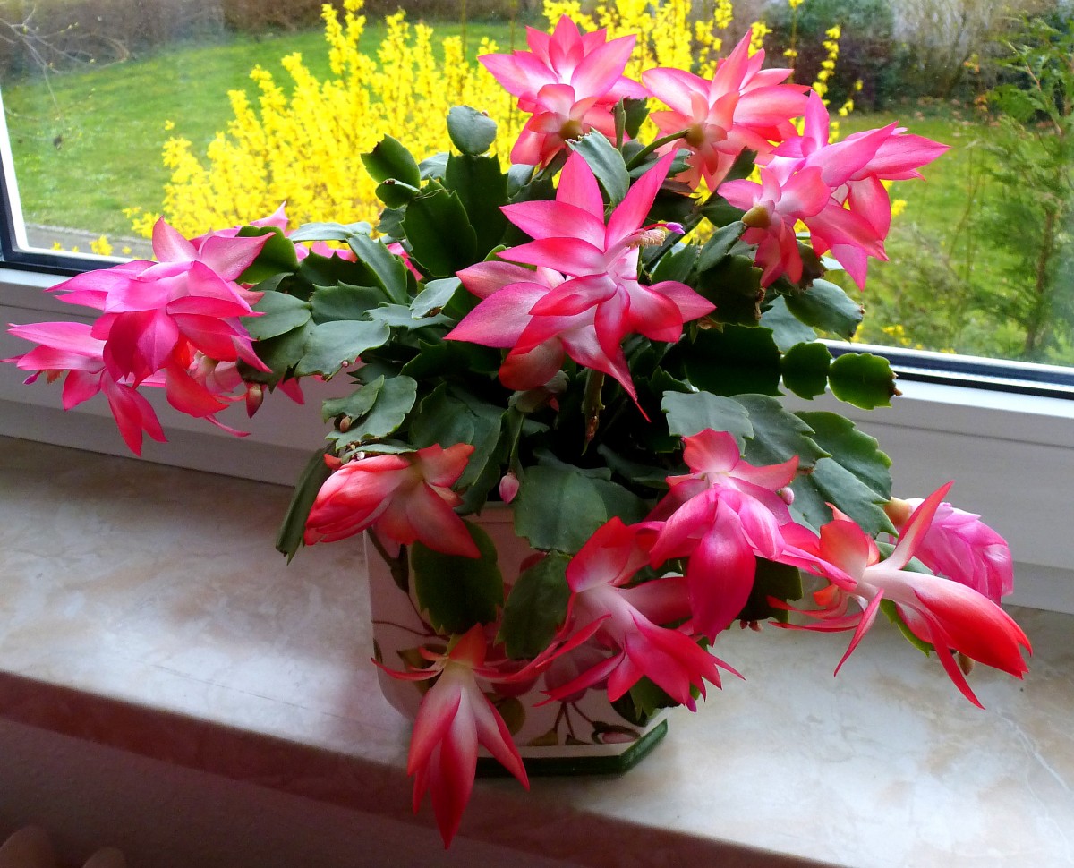 Schlumbergera in voller Blte, bei uns auch Weihnachtskaktus genannt, gehrt zu den Kakteengewchsen, Mrz 2015