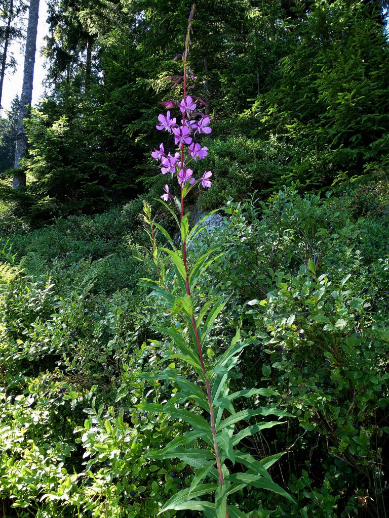 Schmalblttriges Weidenrschen, bei uns hufig an Waldrndern, wird in der Heilkunde verwendet, Juli 2014