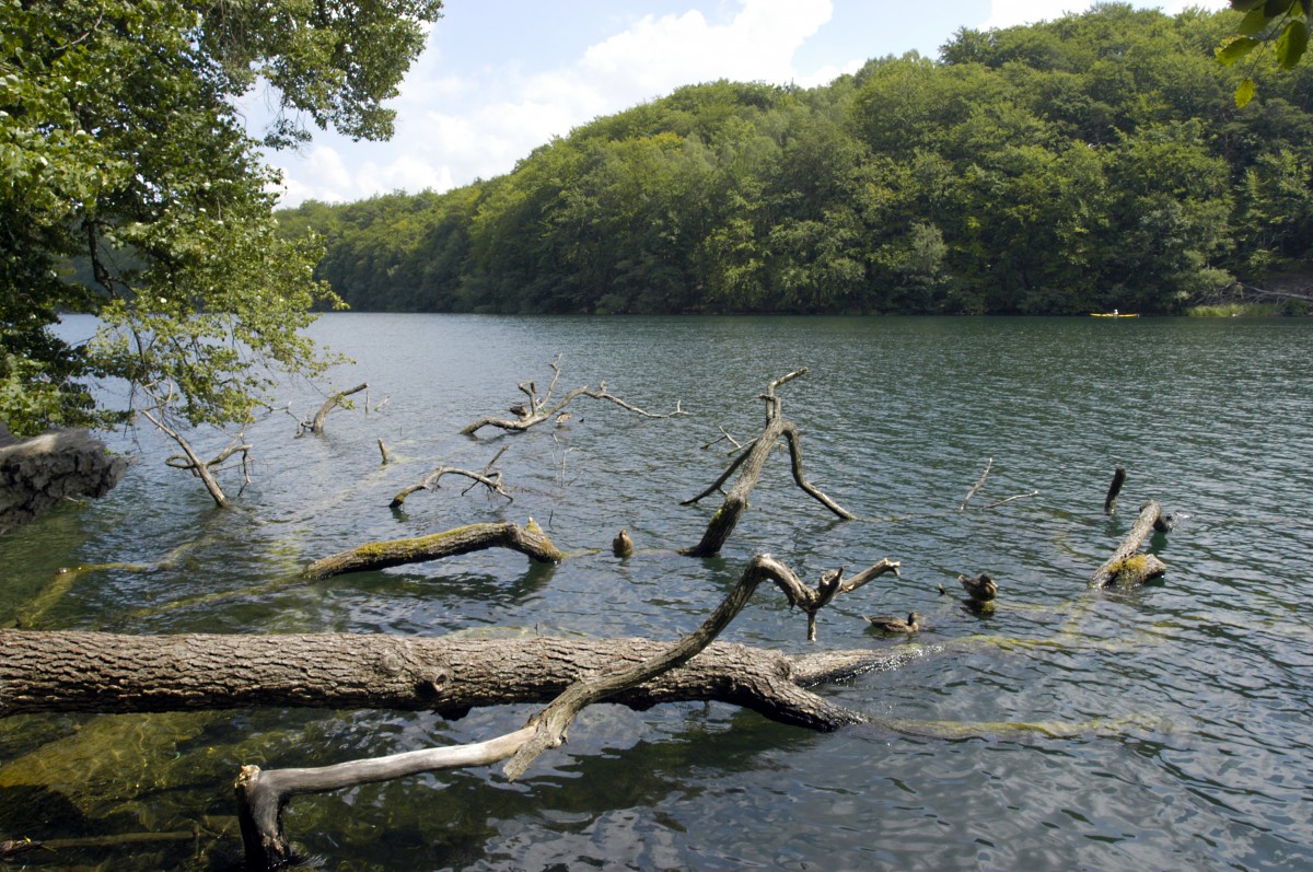 Schmaler Luzin in der Feldberger Seenlandschaft. Im nördlichen Seeteil vertieft es sich im Vergleich eher gemächlich bis auf 12 m, während sich am südlichen Seeteil die steilen Seeufer auch unter Wasser fortsetzen. Durch die steilen mit Buchen bestandenen Uferzonen gibt es hier nur wenige und wenn, dann nur schmale Schilfgürtel. Aufnahme: Juli 2006.