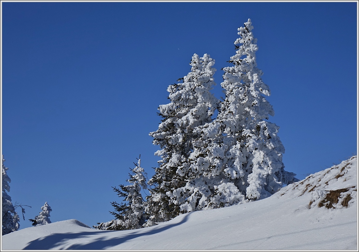 Schnee und Minusgrade schmücken die Tannenbäume und heben ihre Schönheit hervor.
(24.02.2018)