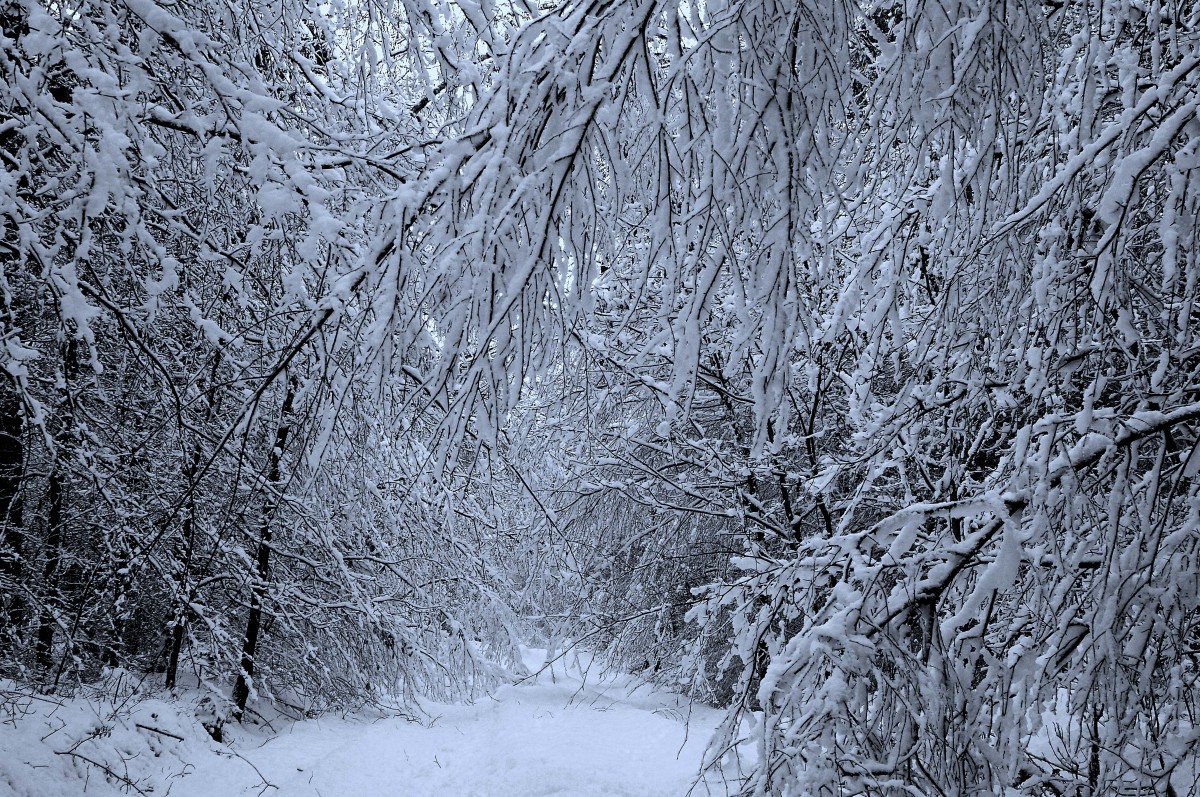 Schnee Wald am Loftlunder Weg bei Handewitt. Aufnahme: Februar 2015.