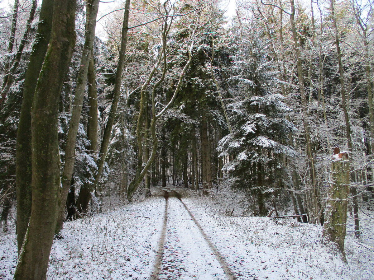 Schnee im Wald bei Tilzow am 21.Dezember 2021.