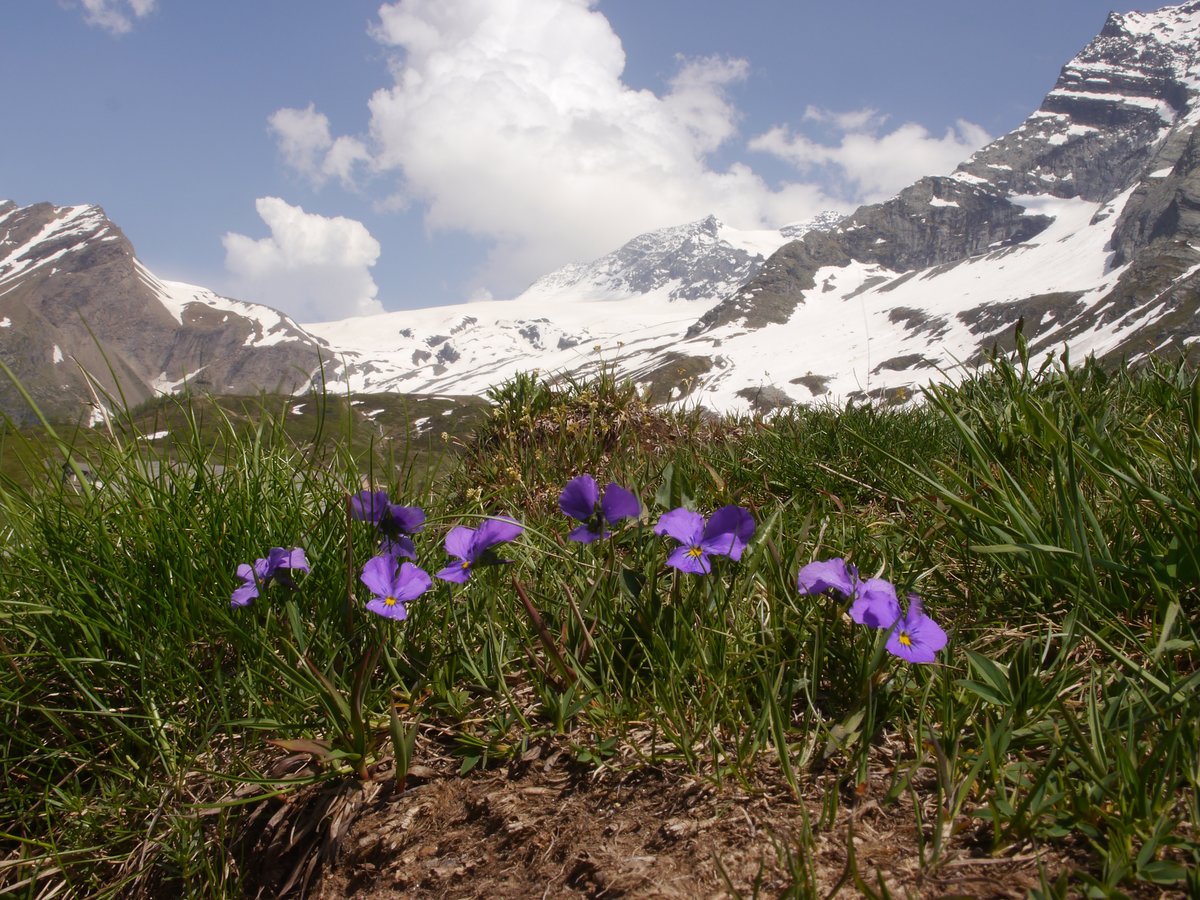 Schneebedeckte Gipfel im Hintergrund und blühende Sporn-Stiefmütterchen / Langsporn-Veilchen (Viola calcararta) im Vordergrund; Simplon-Passhöhe; 10.06.2014
