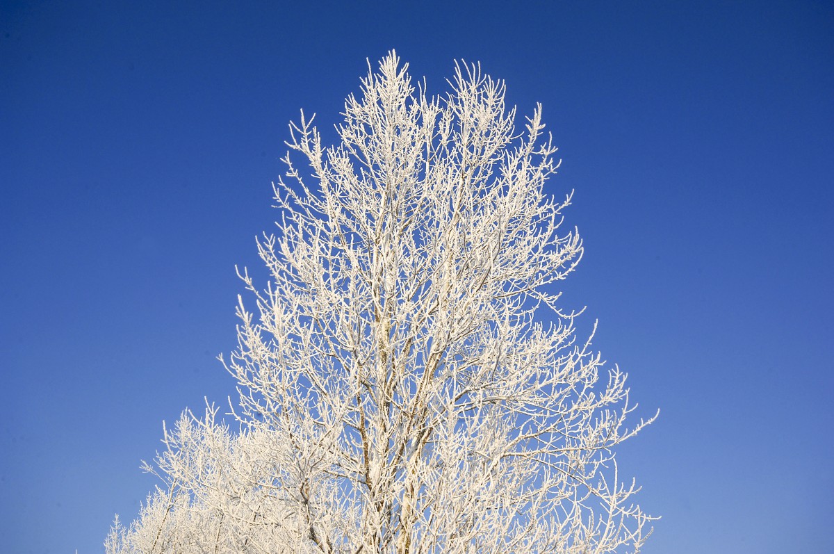 Schneebedecktes Baum am Ihlsee im Nordteil des Stiftungsland Schäferhaus. Aufnahme: Dezember 2011.