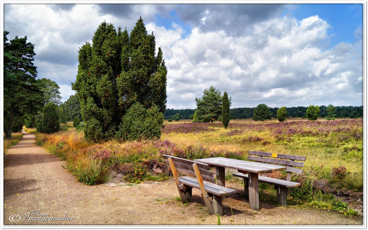 Schneverdinger Weg bei Oberhaverbeck, Lüneburger Heide August 2014