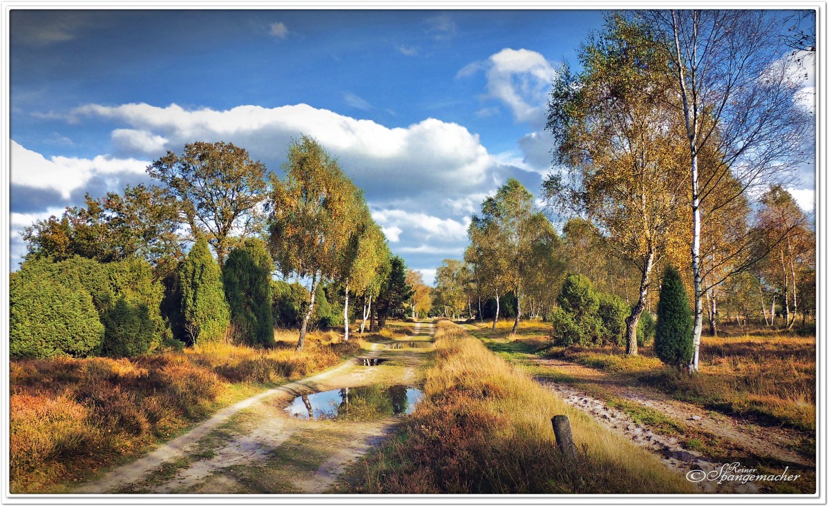 Schneverdinger Weg, Heide bei Niederhaverbeck, Lüneburger Heide Oktober 2014.