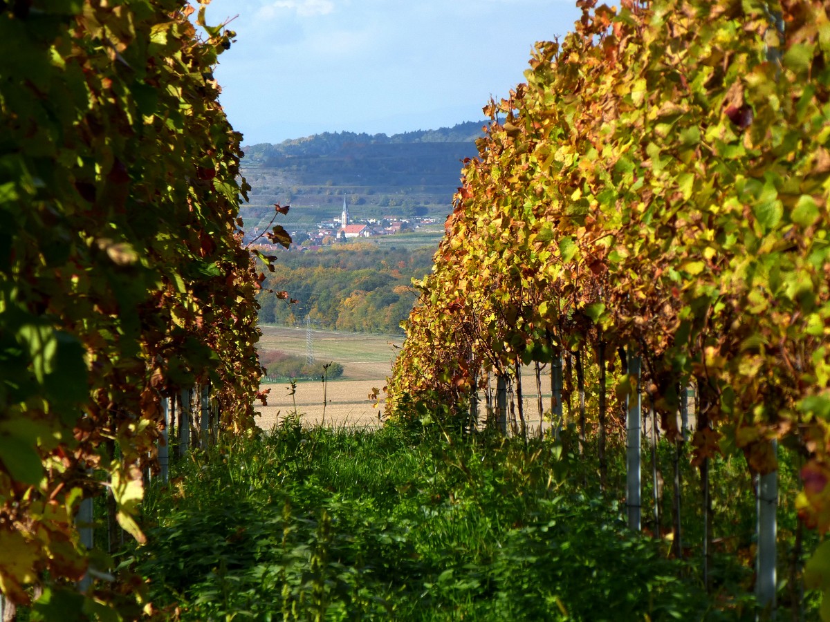 schne Ausblicke vom Tuniberghhenweg, hier auf Ihringen am Kaiserstuhl, Okt.2015