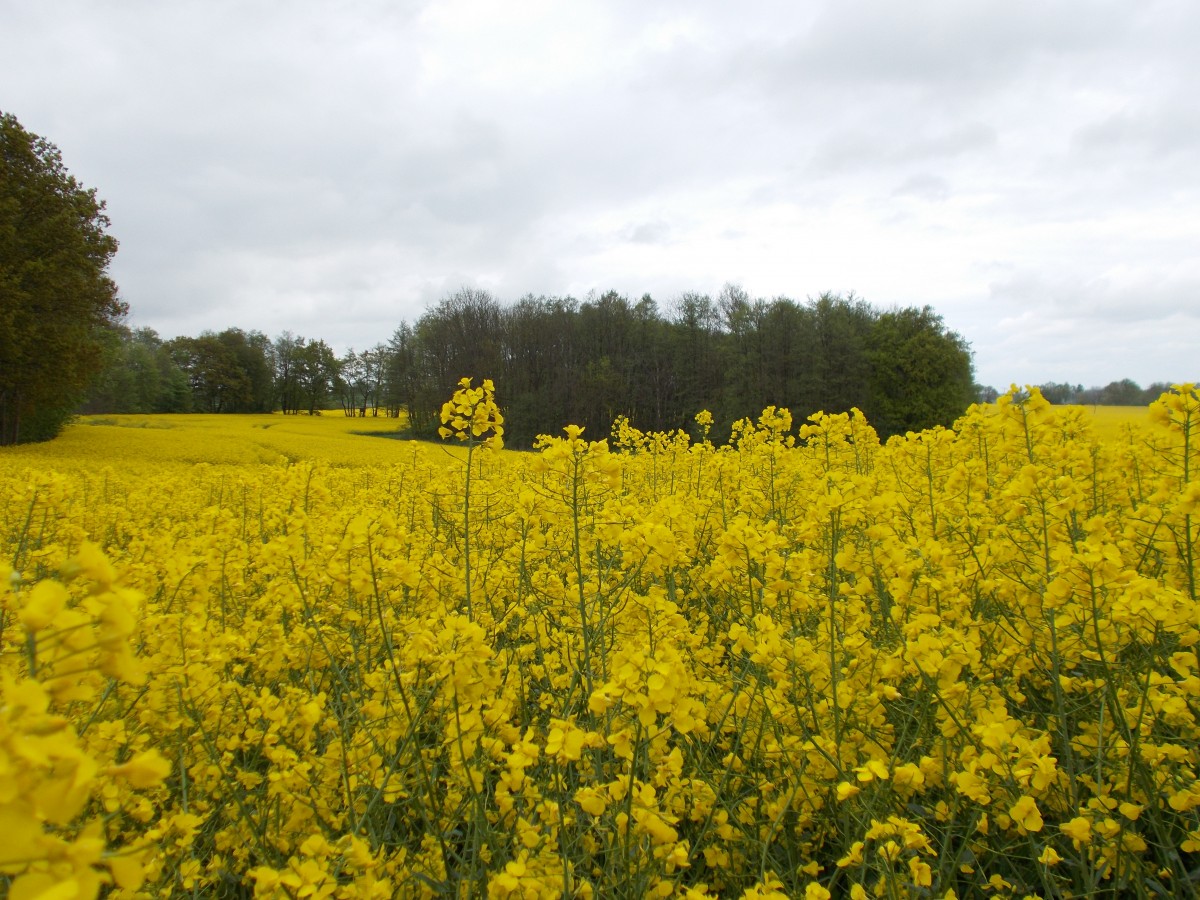 Schon etwas zurück lag diese Aufnahme vom 28.Mai 2014 aufgenommenes Rapsfeld bei Patzig.