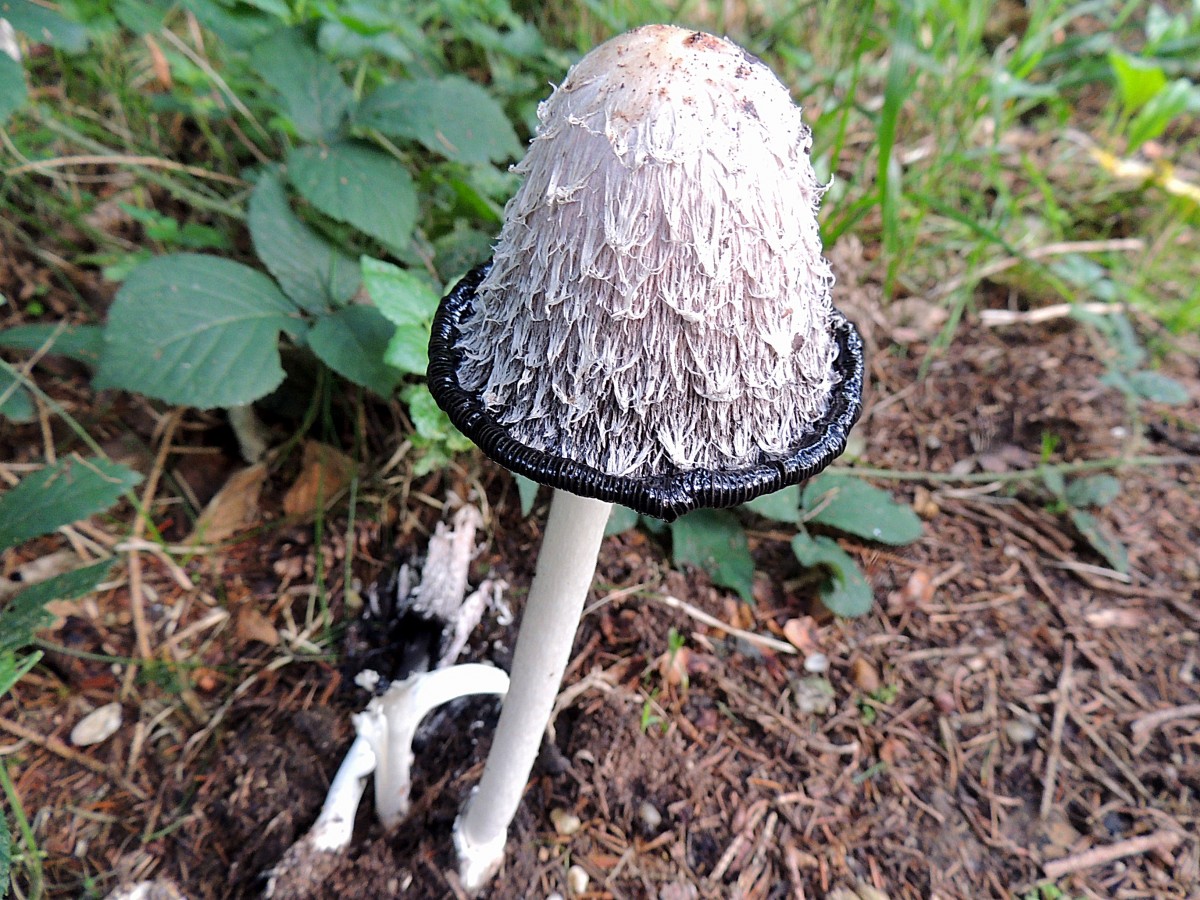 Schopftintling (Coprinus comatus), mit umlaufender Krempe; 130915